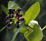 Syzygium cordatum