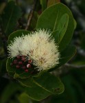 Syzygium cordatum