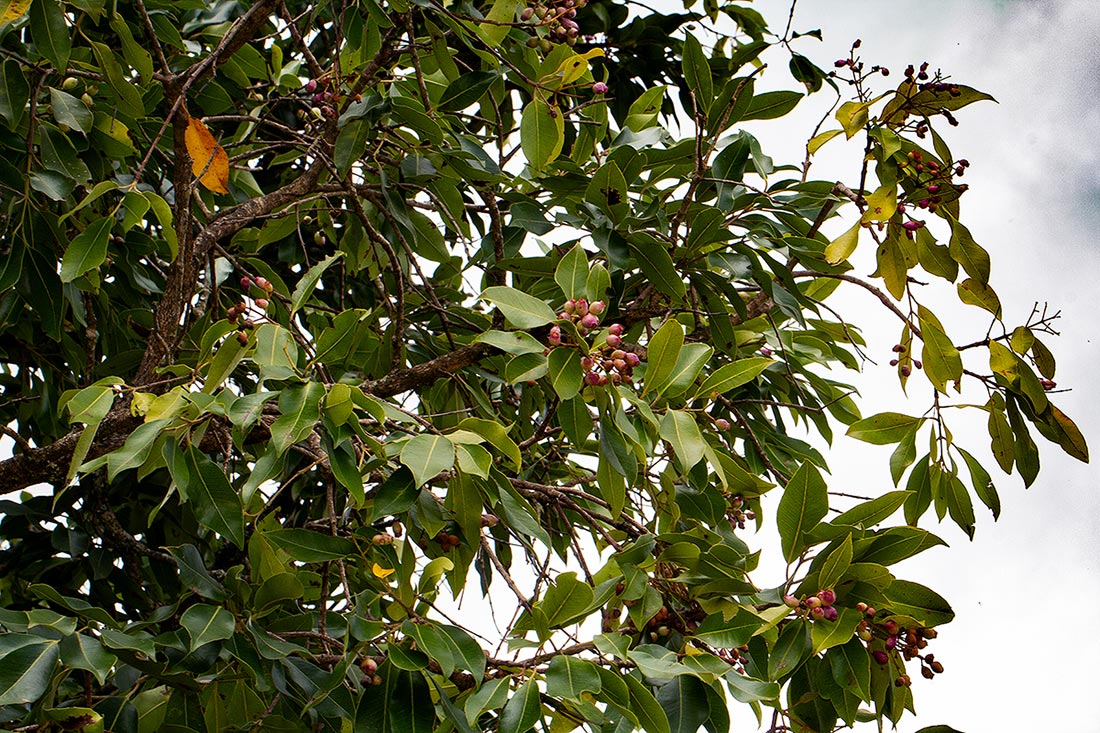 Syzygium guineense subsp. guineense Syzygium guineense subsp. guineense