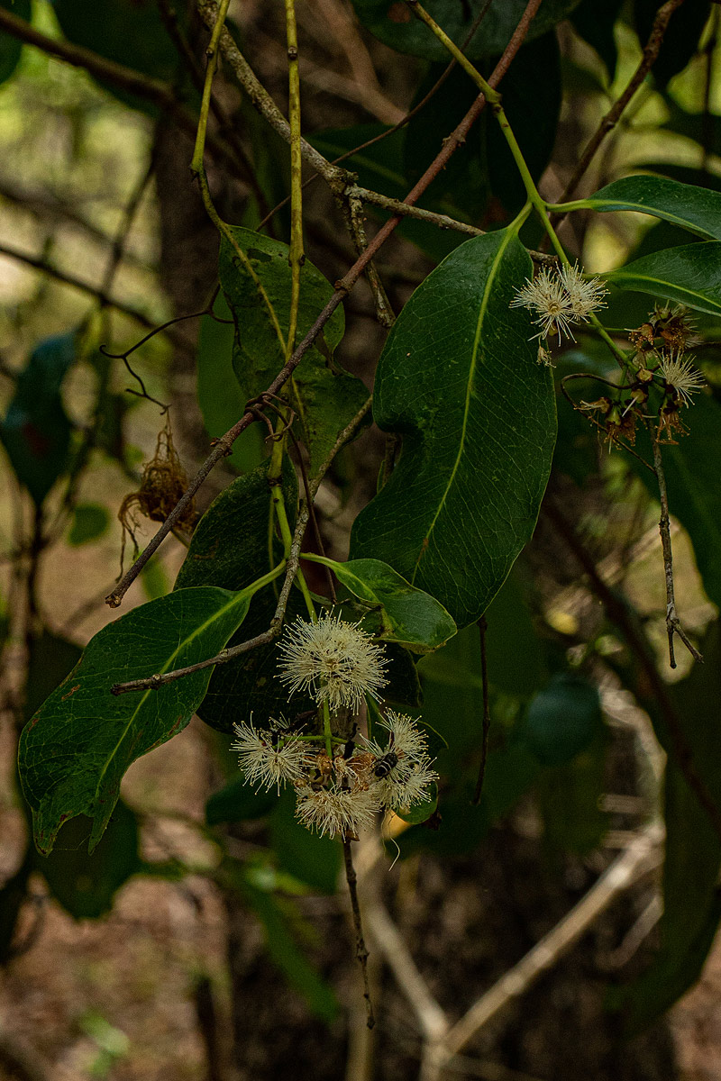 Syzygium guineense subsp. guineense Syzygium guineense subsp. guineense