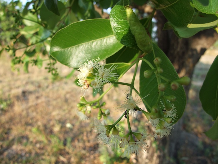 Syzygium guineense subsp. guineense