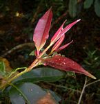Syzygium guineense subsp. afromontanum