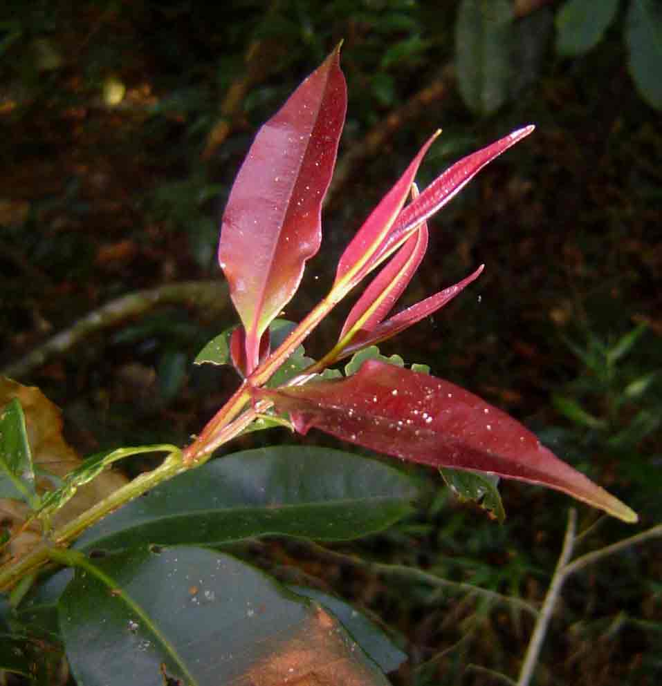 Syzygium guineense subsp. afromontanum