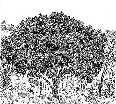 Syzygium guineense subsp. afromontanum