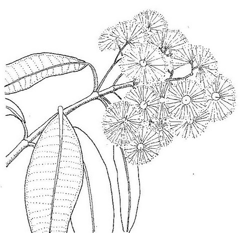 Syzygium guineense subsp. afromontanum