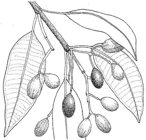 Syzygium guineense subsp. afromontanum