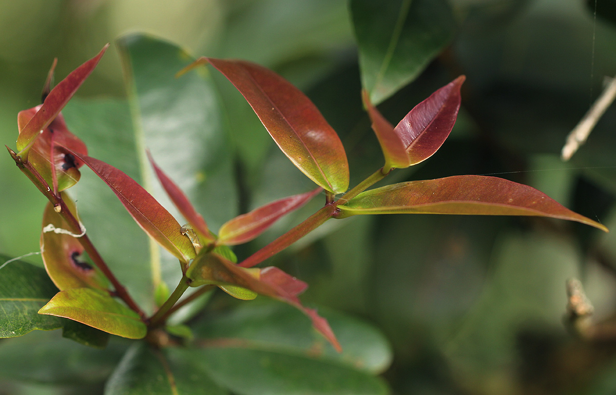 Syzygium guineense subsp. afromontanum Syzygium guineense subsp. afromontanum