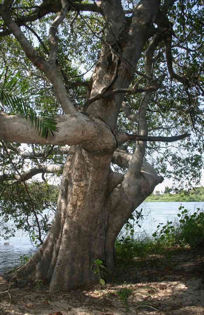 Syzygium guineense subsp. barotsense