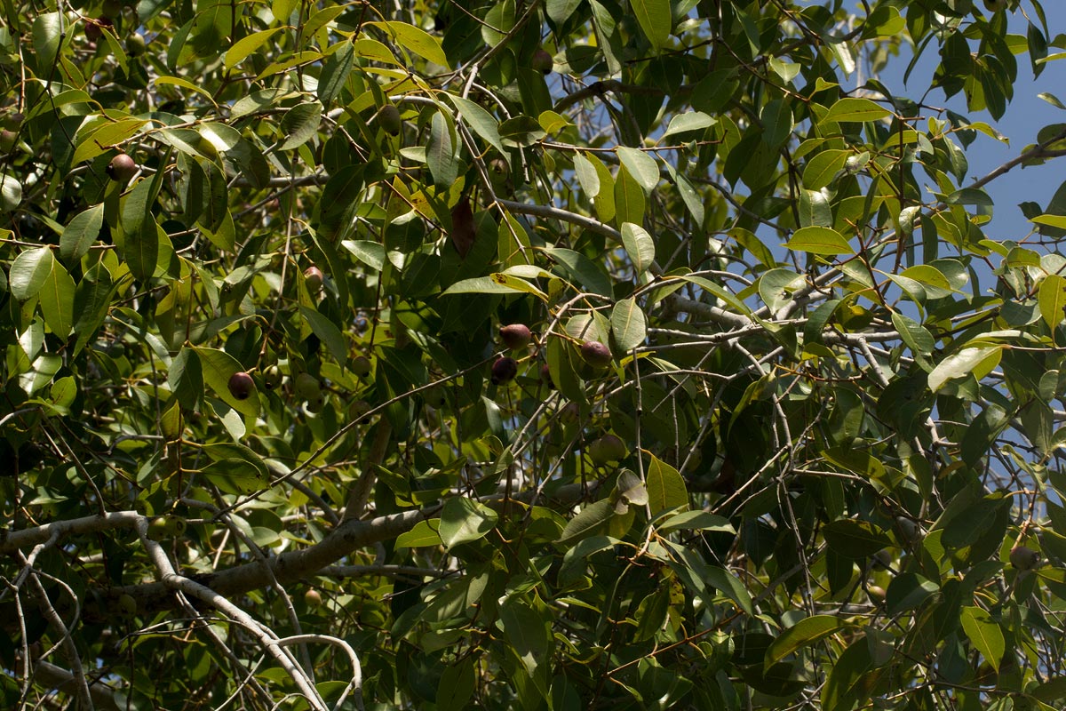 Syzygium guineense subsp. barotsense Syzygium guineense subsp. barotsense