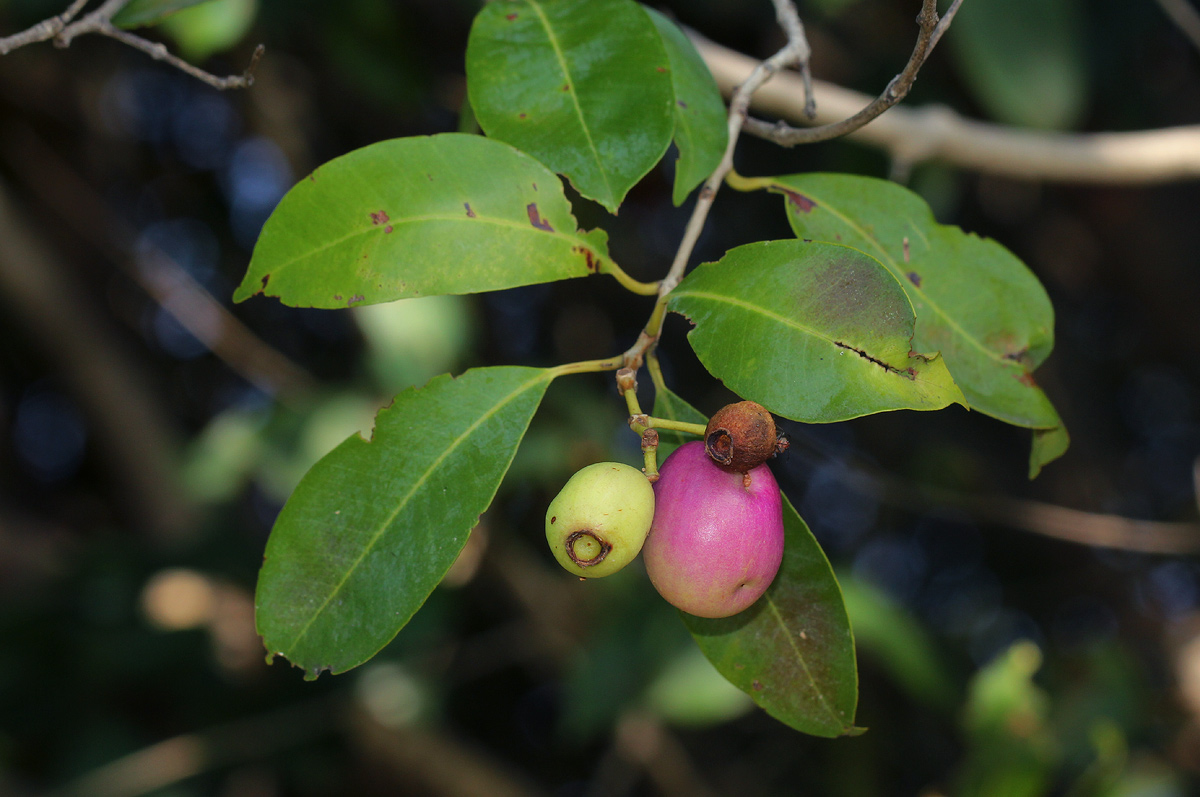 Syzygium guineense subsp. barotsense Syzygium guineense subsp. barotsense