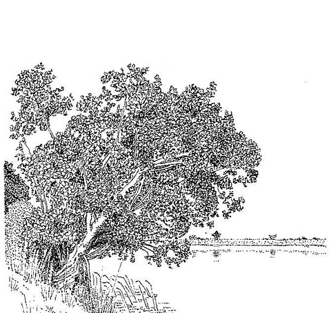 Syzygium guineense subsp. barotsense