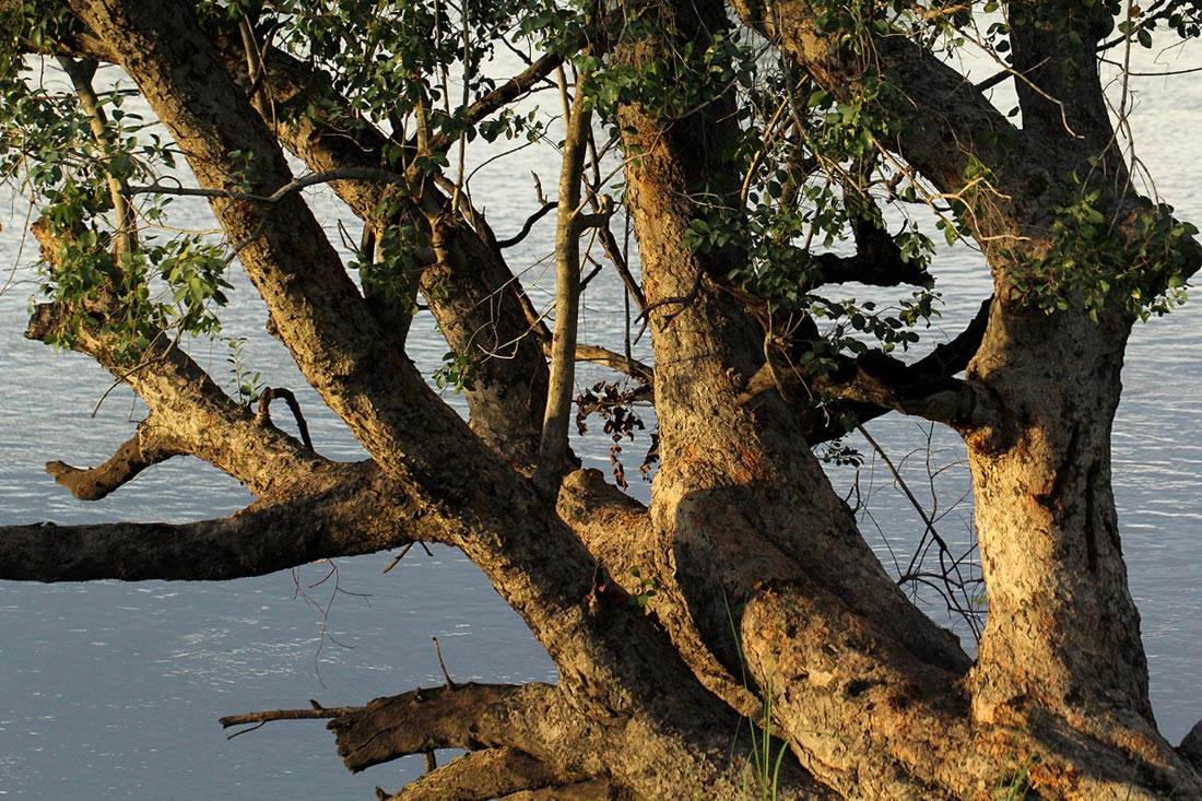 Syzygium guineense subsp. barotsense Syzygium guineense subsp. barotsense