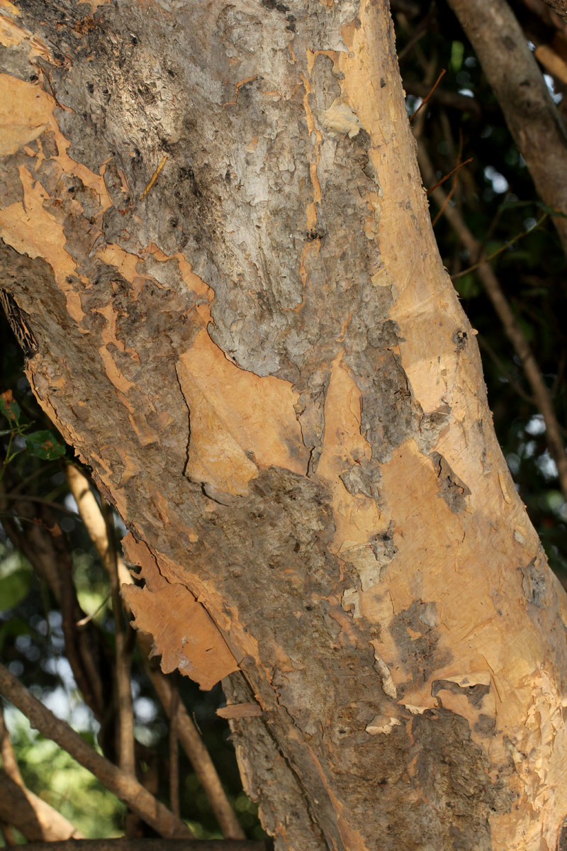 Syzygium guineense subsp. barotsense Syzygium guineense subsp. barotsense