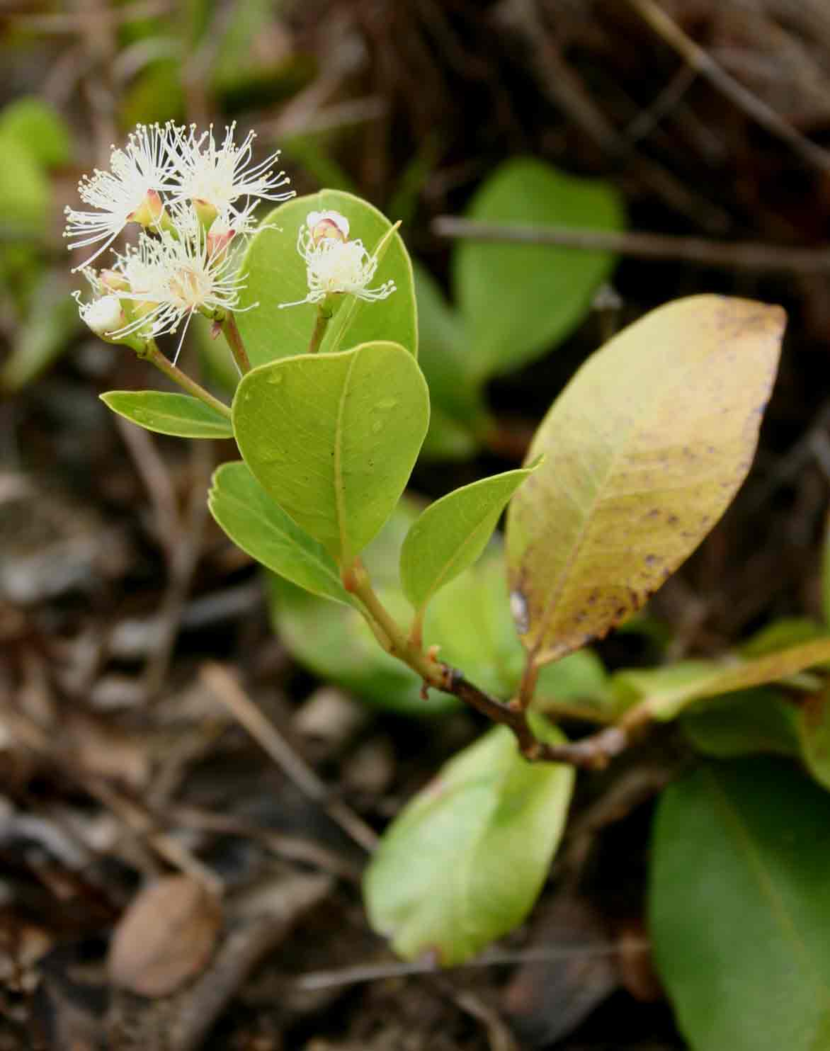 Syzygium guineense subsp. huillense