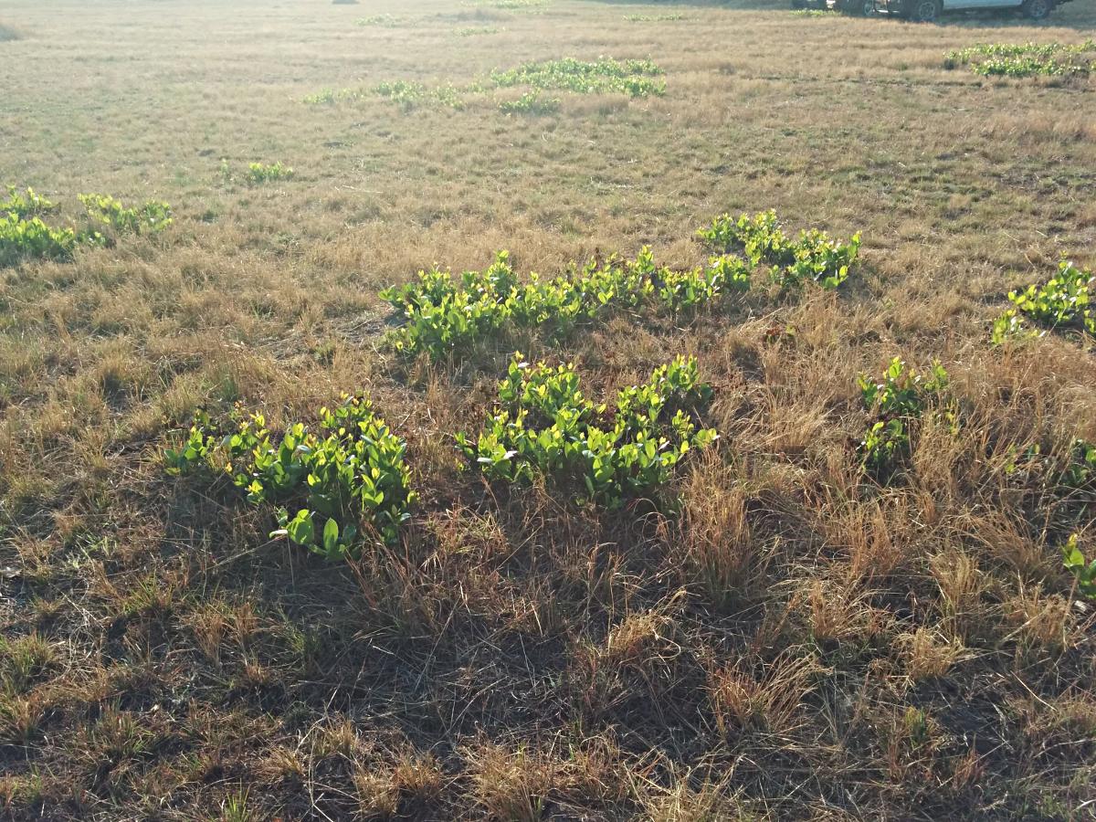 Syzygium guineense subsp. huillense