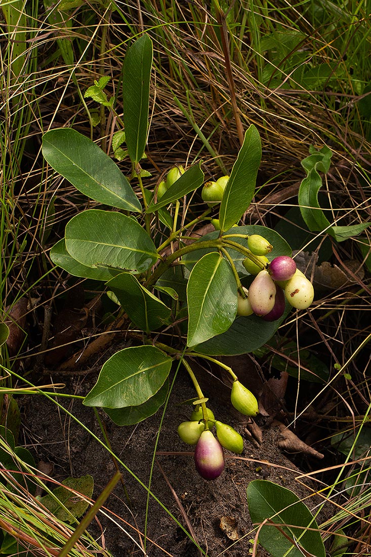 Syzygium guineense subsp. huillense Syzygium guineense subsp. huillense