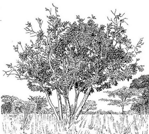 Syzygium guineense subsp. macrocarpum Syzygium guineense subsp. macrocarpum