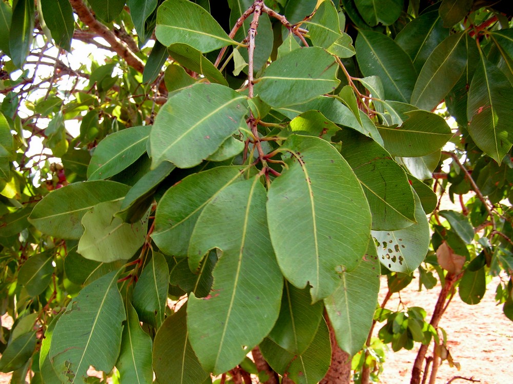 Syzygium guineense subsp. macrocarpum