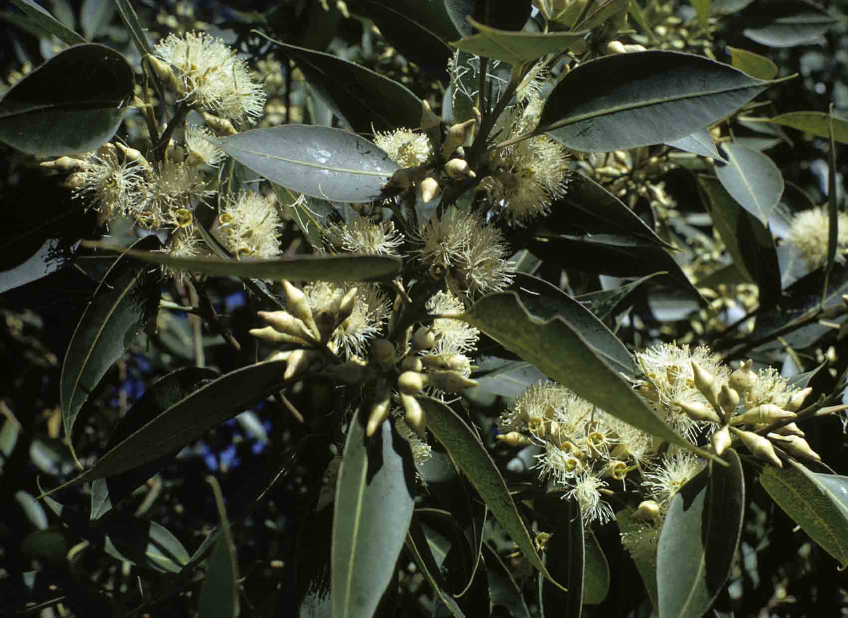 Eucalyptus grandis