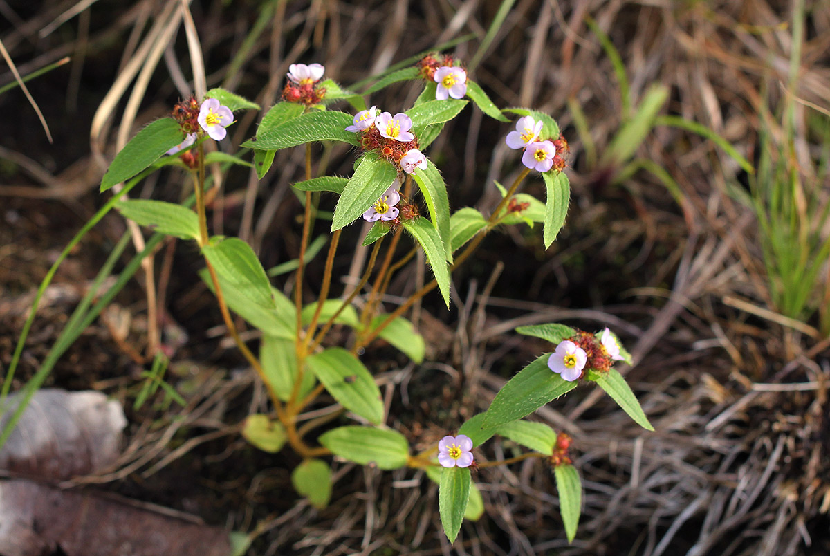 Antherotoma naudinii