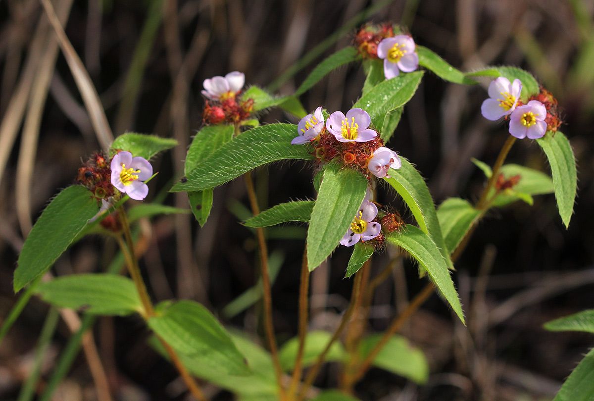 Antherotoma naudinii