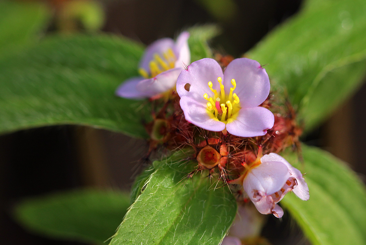 Antherotoma naudinii