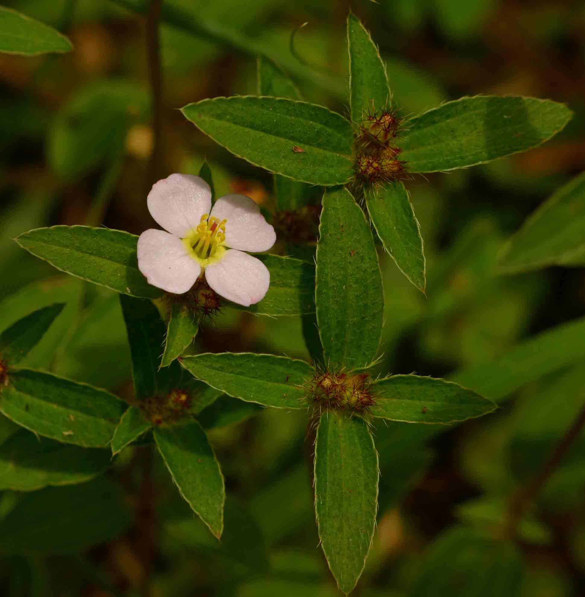 Antherotoma naudinii