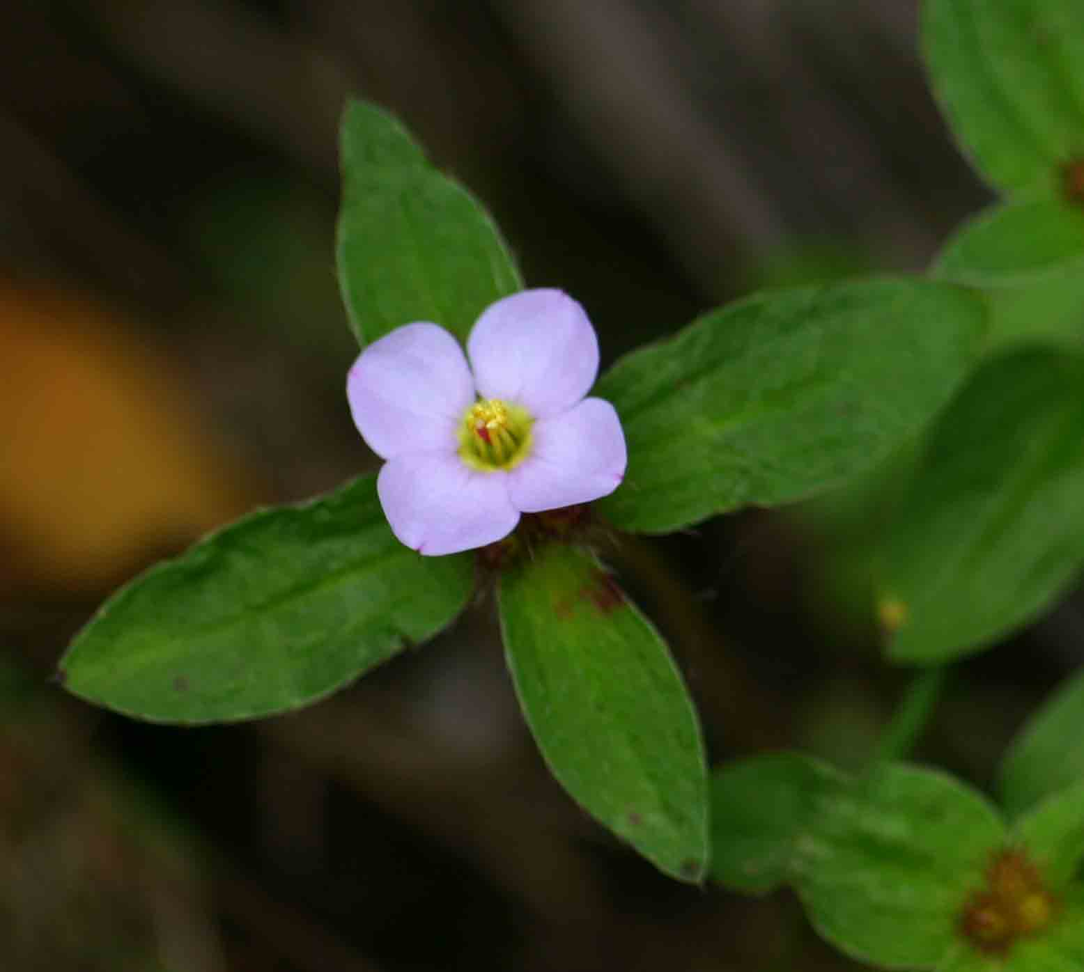 Antherotoma naudinii