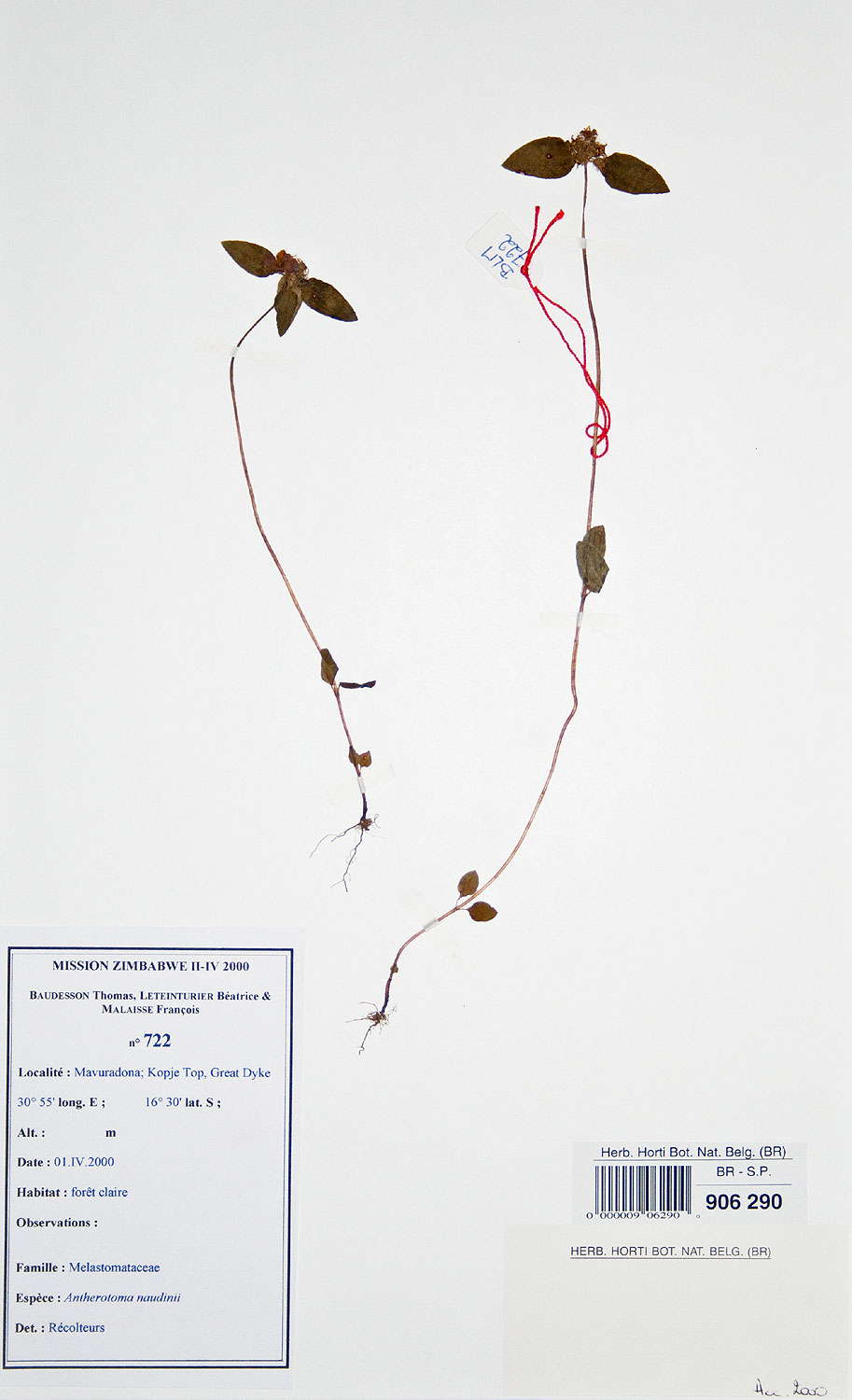 Antherotoma naudinii Antherotoma naudinii