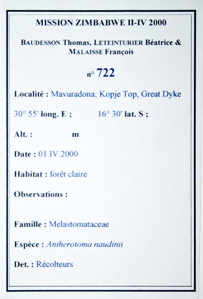 Antherotoma naudinii Antherotoma naudinii