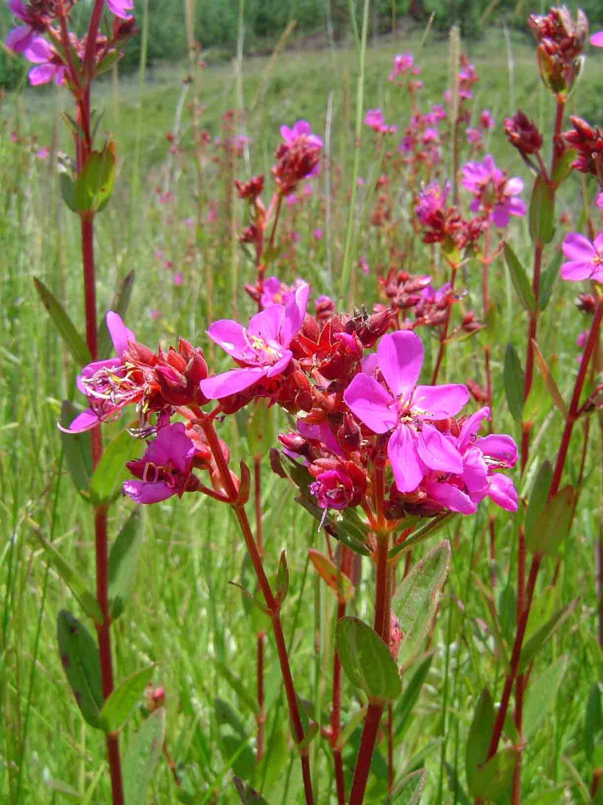Heterotis canescens Heterotis canescens