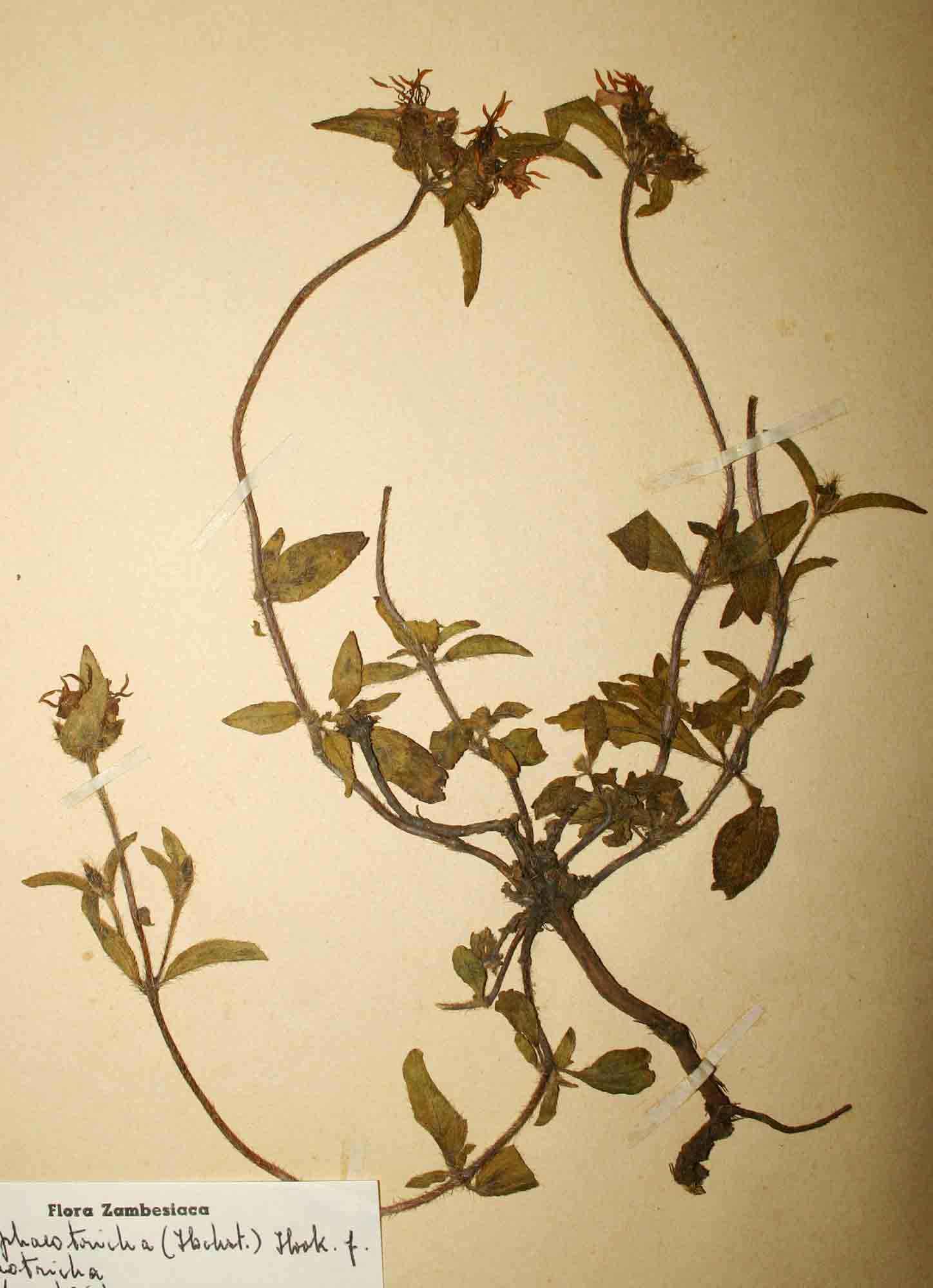 Antherotoma phaeotricha