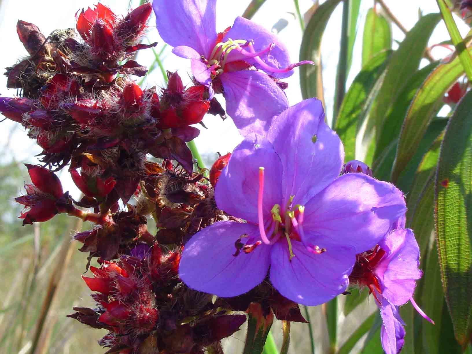 Dissotis princeps var. princeps Dissotis princeps var. princeps