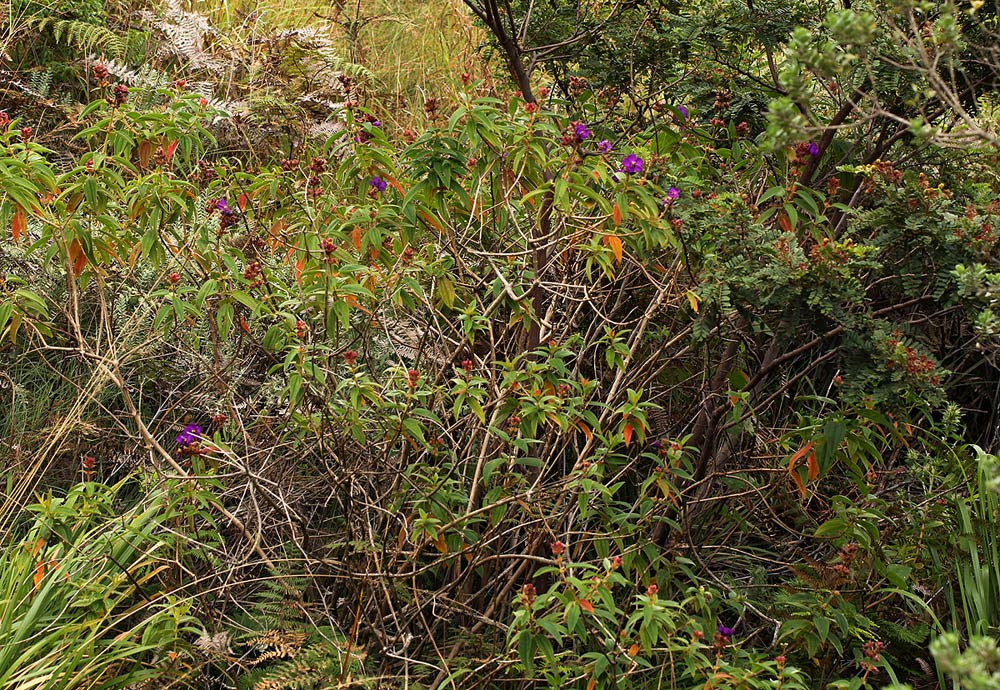 Dissotis princeps var. princeps Dissotis princeps var. princeps