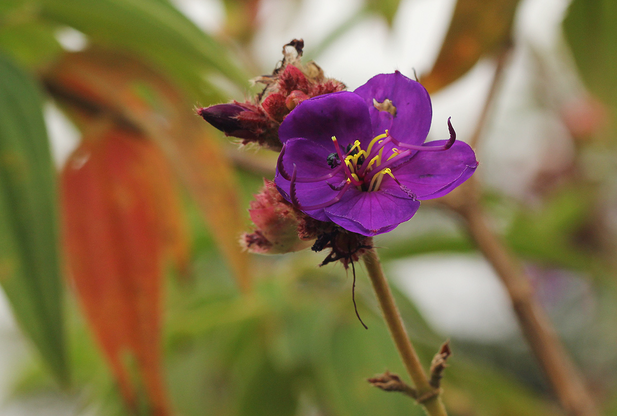 Dissotis princeps var. princeps Dissotis princeps var. princeps