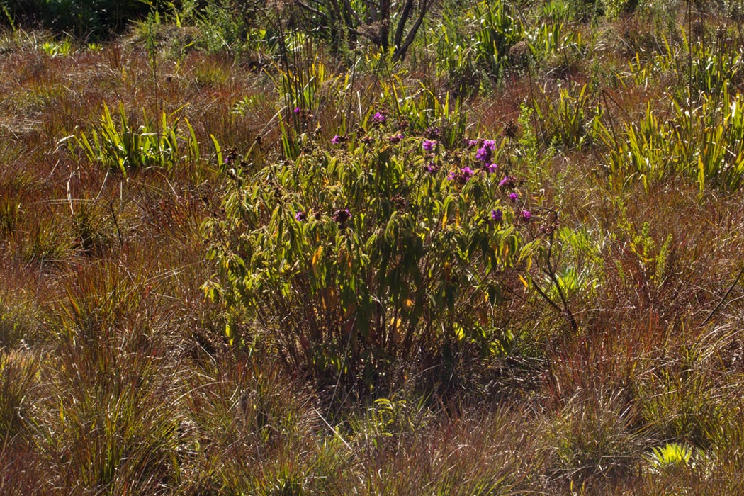 Dissotis princeps var. candolleana