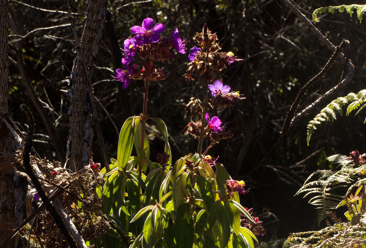 Dissotis princeps var. candolleana Dissotis princeps var. candolleana