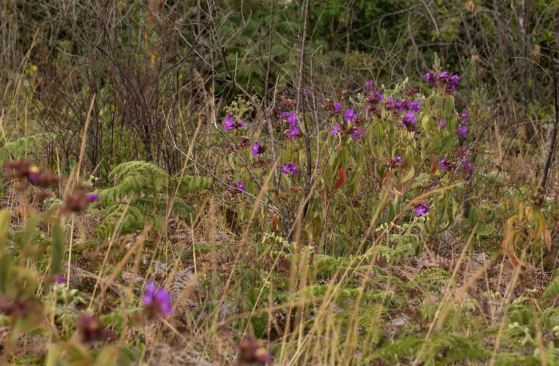 Dissotis princeps var. candolleana