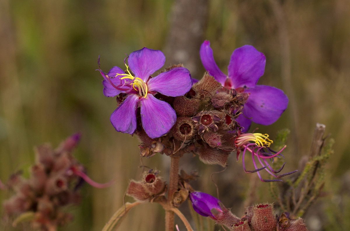 Dissotis princeps var. candolleana