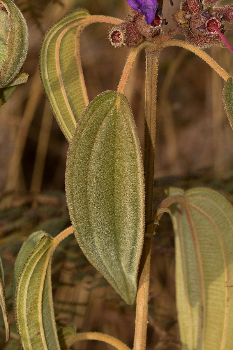 Dissotis princeps var. candolleana