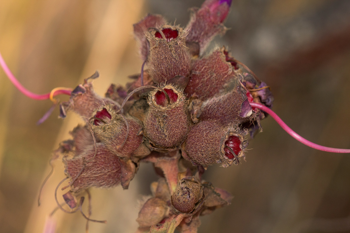 Dissotis princeps var. candolleana Dissotis princeps var. candolleana