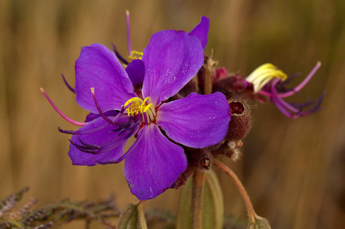 Dissotis princeps var. candolleana