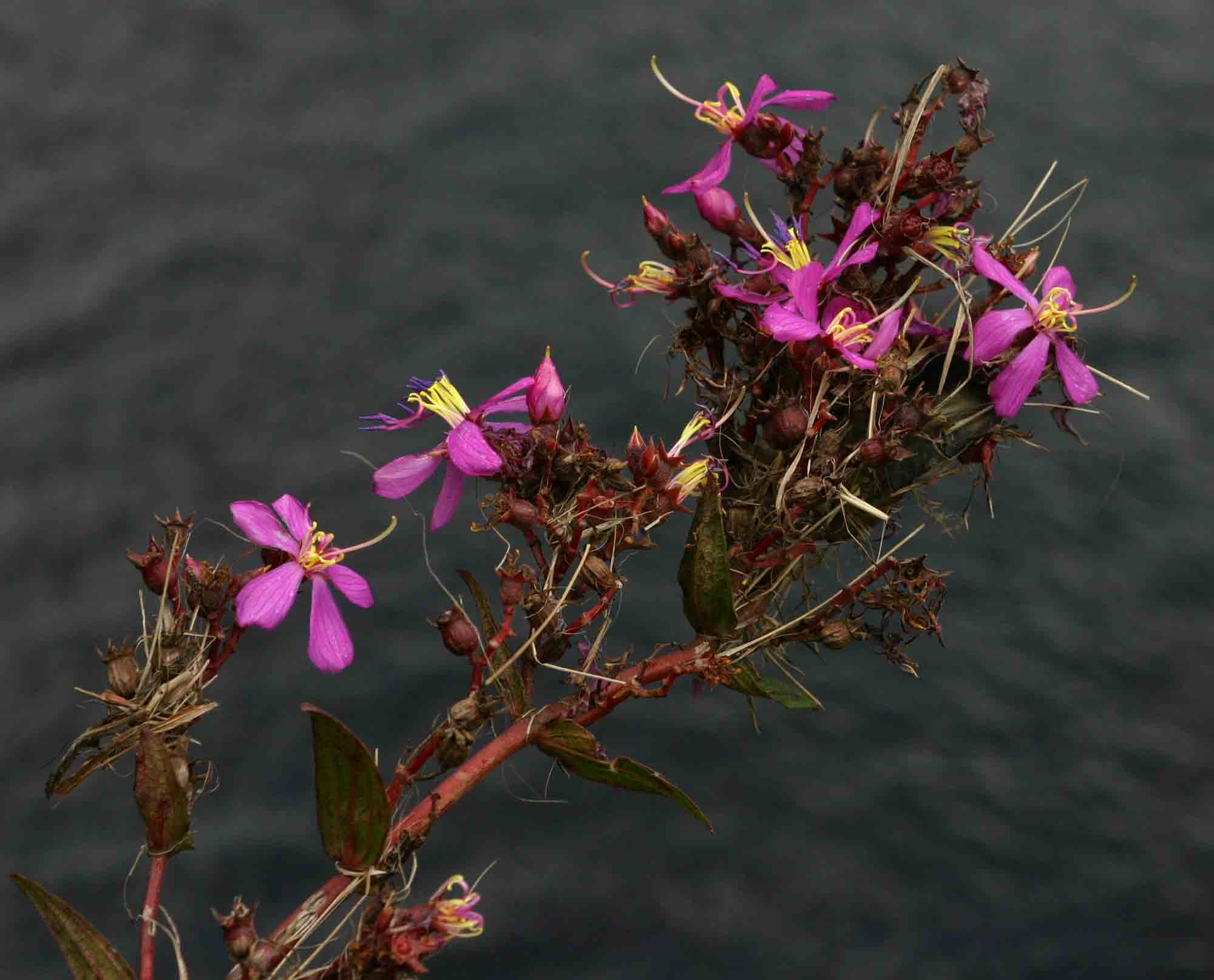 Heterotis prostrata Heterotis prostrata
