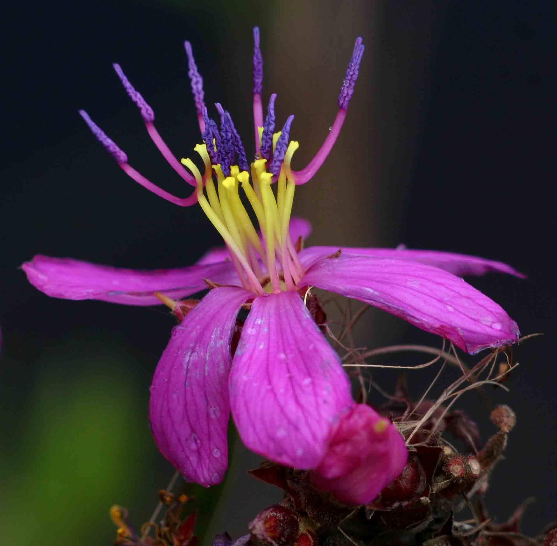 Heterotis prostrata Heterotis prostrata