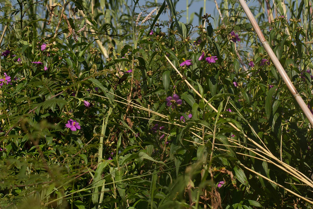 Melastomastrum segregatum