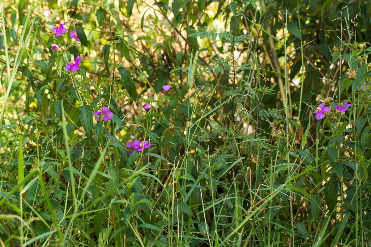 Melastomastrum segregatum