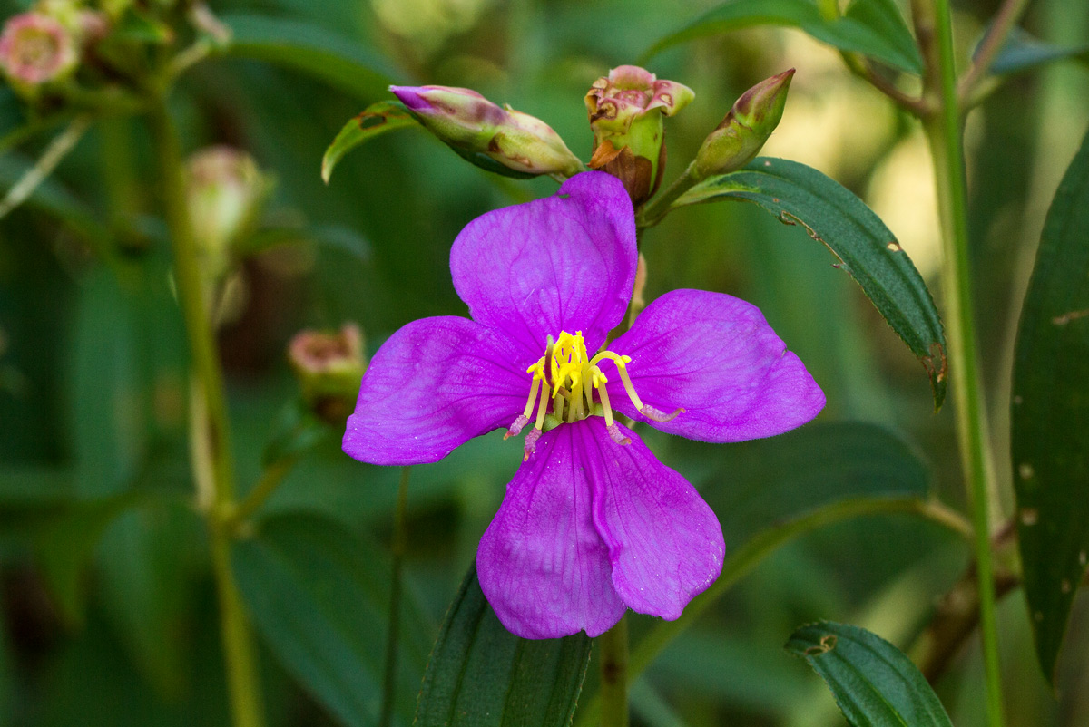 Melastomastrum segregatum