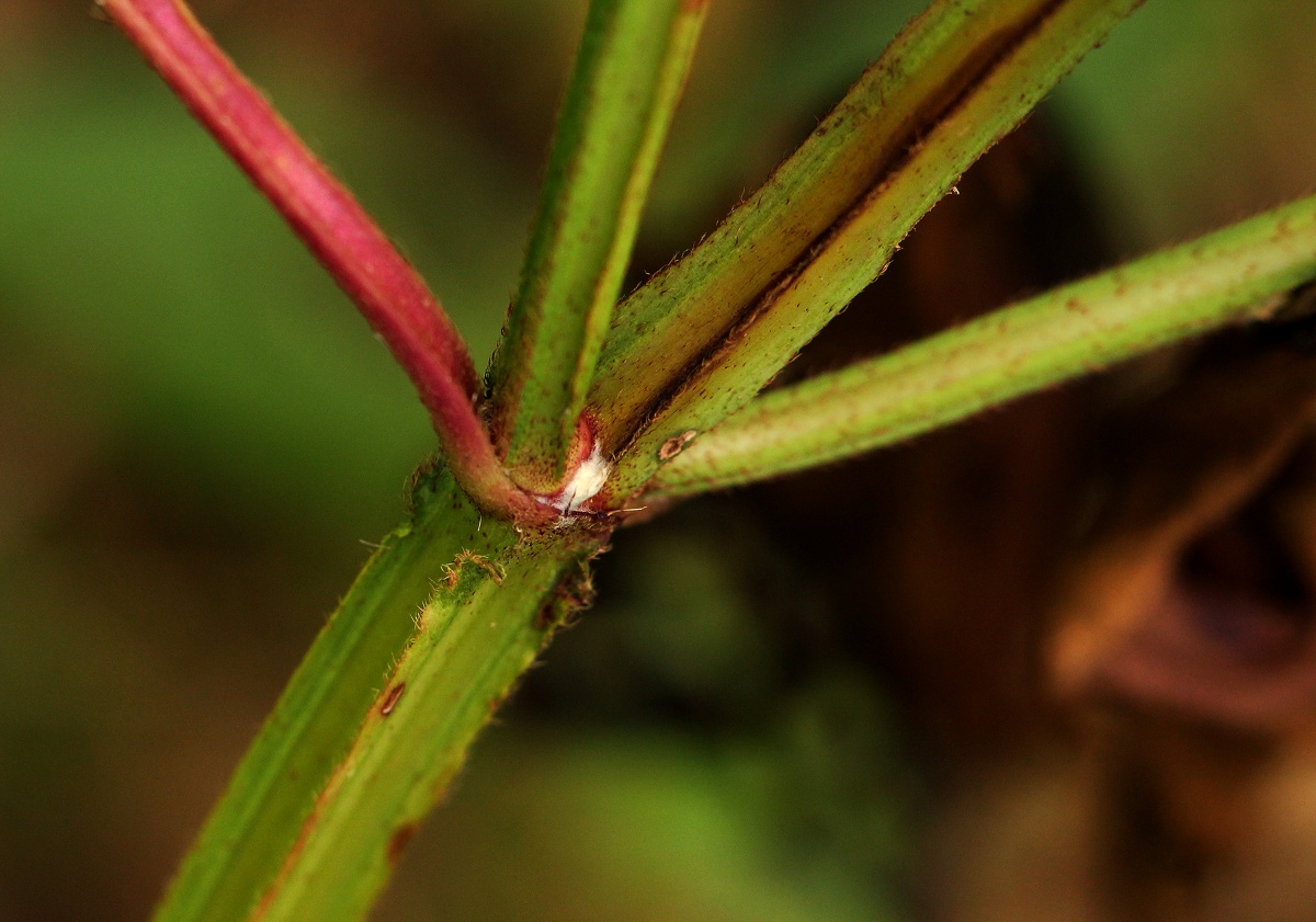 Tristemma mauritianum var. mauritianum