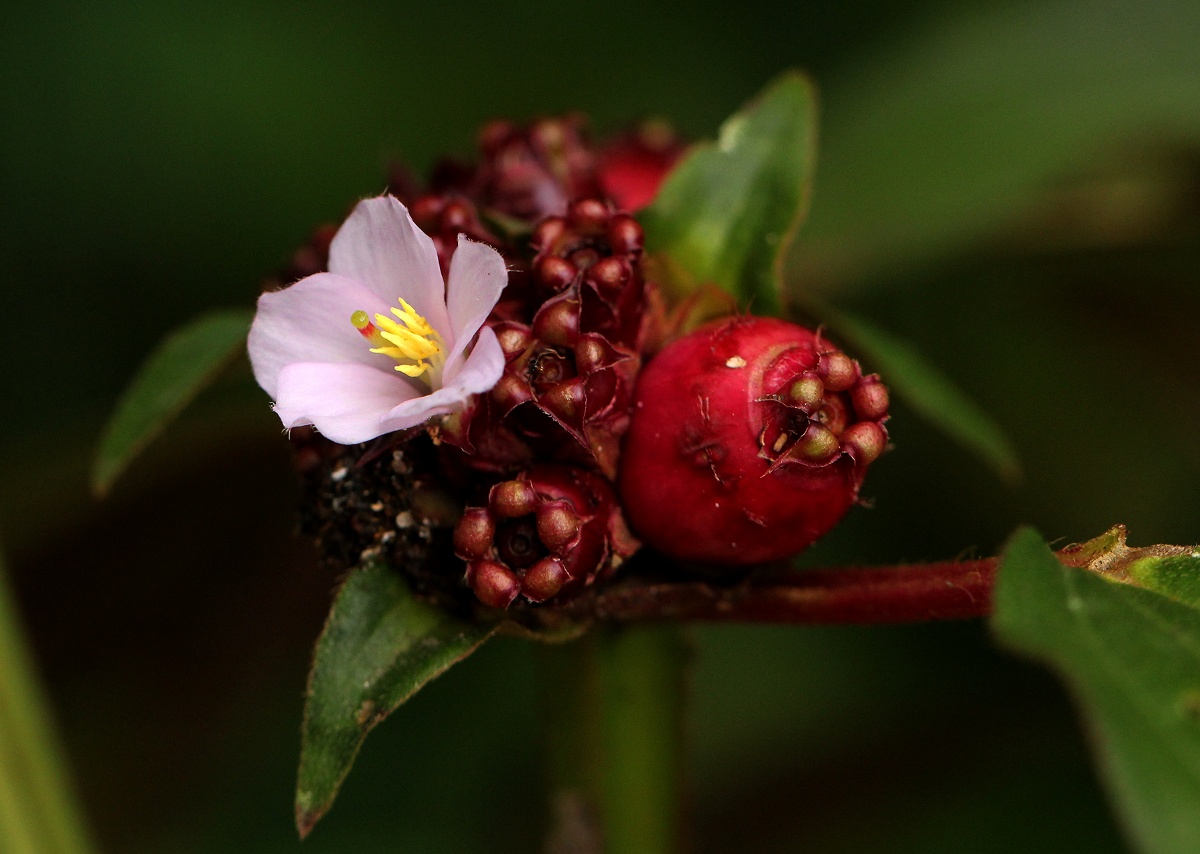 Tristemma mauritianum var. mauritianum