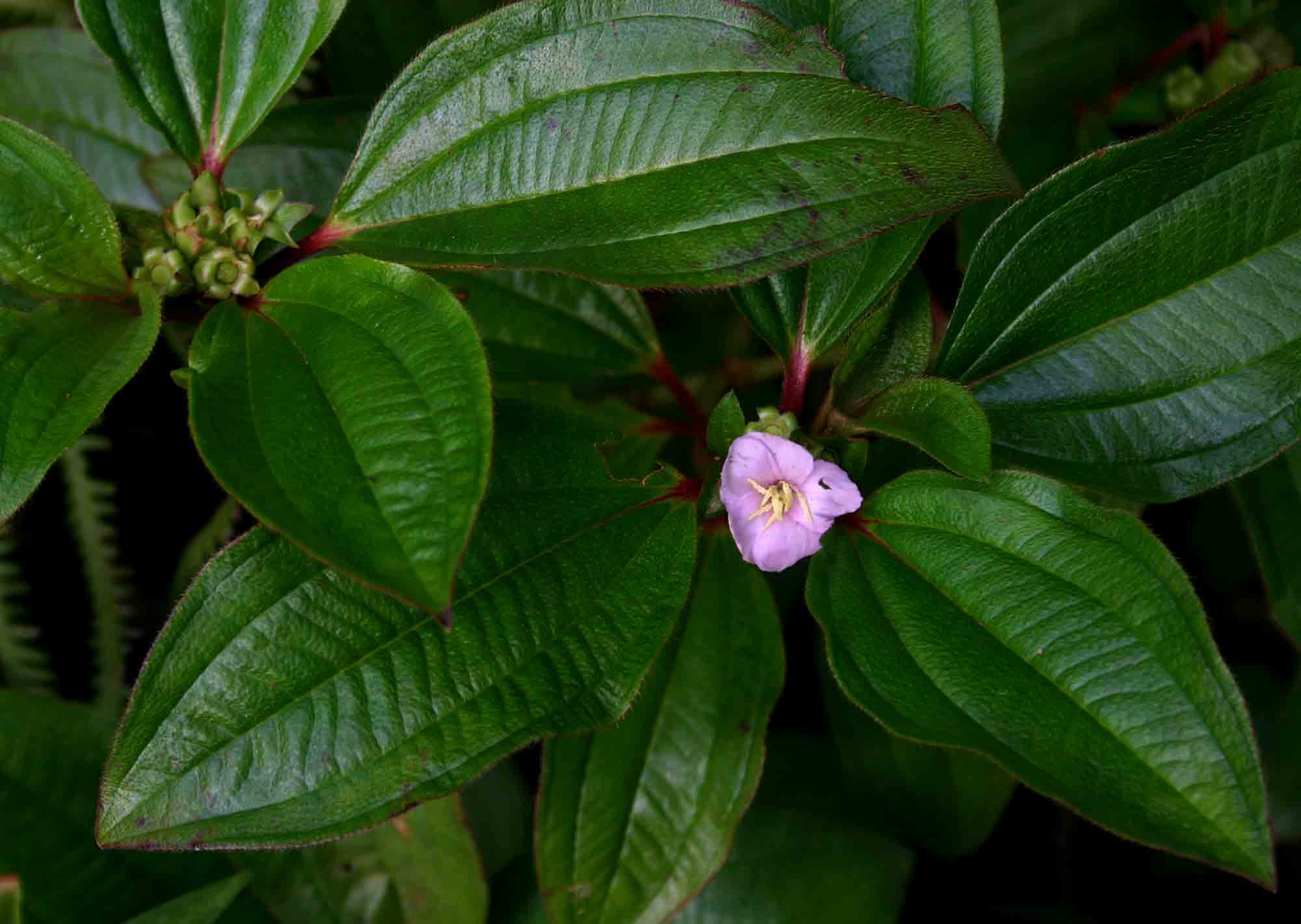 Tristemma mauritianum var. mauritianum